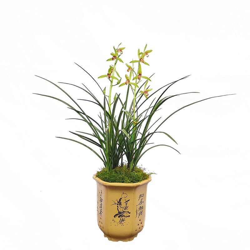 翁源传统老品种九华蕙兰花苗四季建兰黄金小神童带花浓香好养盆栽