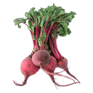 日本红叶甜菜根种子紫菜头种籽农家四季种植蔬菜种孑甜菜根菜籽子