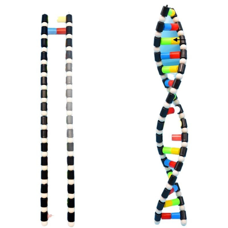 DNA双螺旋结构模型组件中结构拼接实验dna模型生物号模型遗传基因