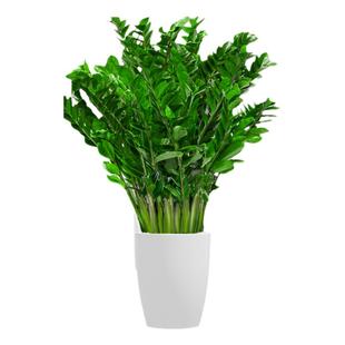 金钱树客厅大花盆栽大型绿植室内好养活新房乔迁搬家1米落地植物