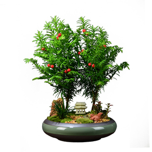 南方红豆杉盆栽曼地亚树苗盆景植物四季常青室内阳台客厅好养绿植