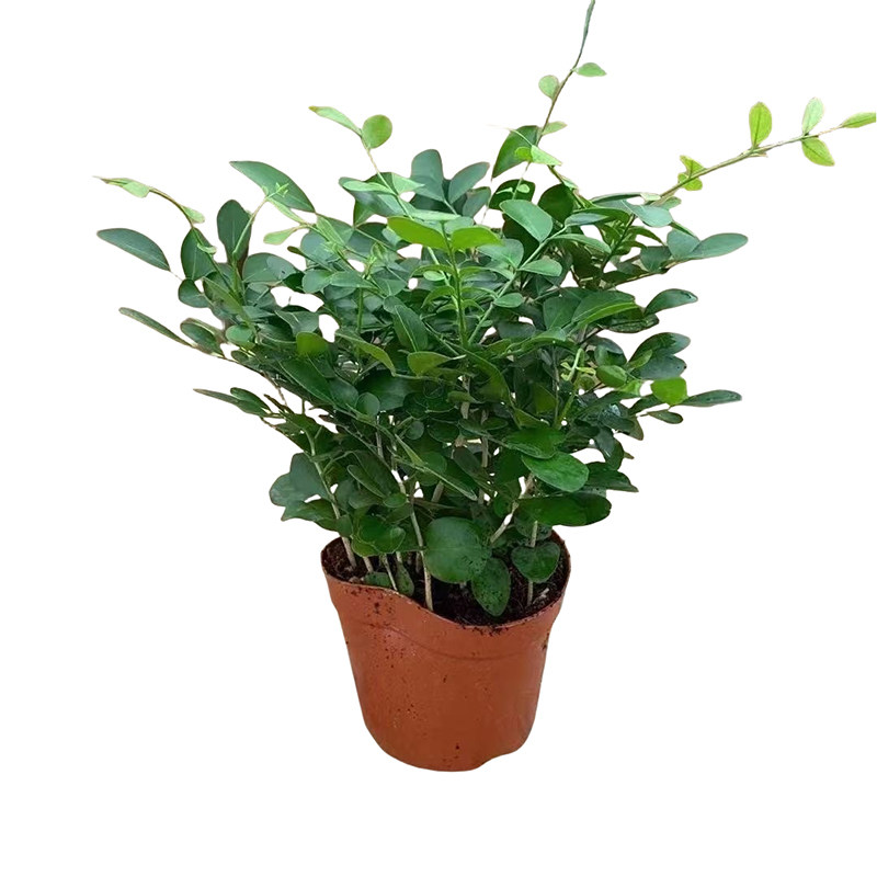 九里香盆栽花卉绿植室内驱蚊四季长绿好养水培观叶植物净化空气
