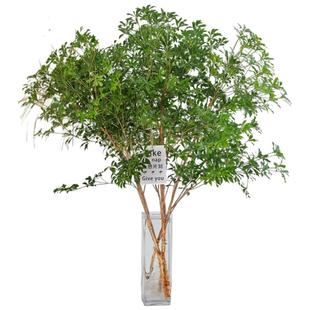 进口马醉木客厅绿植鲜切真树鲜花云南直发鲜切花日本吊钟水培植物