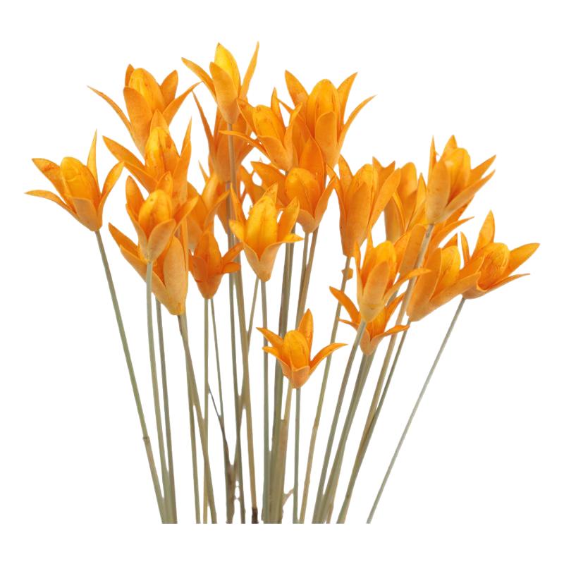 【玉兰花】天然艺术干花装饰插花家居摆设原生态拍摄道具干花花束