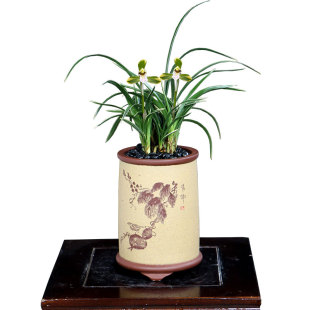 翁源高端春兰花苗老种春剑高梅黄色梅瓣正品宋梅带花浓香好养花卉