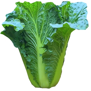 东北大白菜叶新鲜包菜叶即食蘸酱菜包饭绿叶子送酱饭包叶顺丰农家