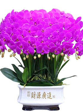 高档仿真花特大号保湿手感蝴蝶兰客厅茶几装饰电视柜玄关假花摆设
