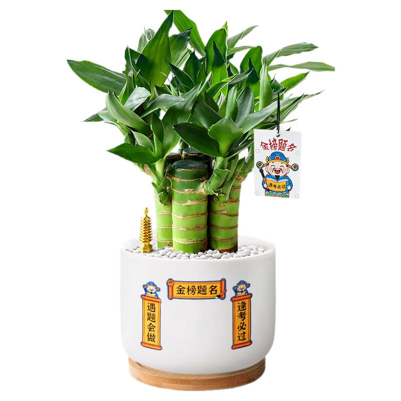 水培文昌竹4支植物金榜题名书桌