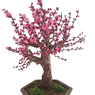 红梅绿梅梅花老桩一图一拍带花苞