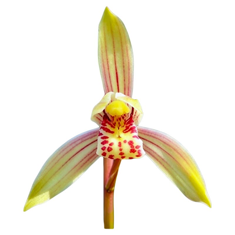 建兰线艺名品八宝奇珍好养绿植花