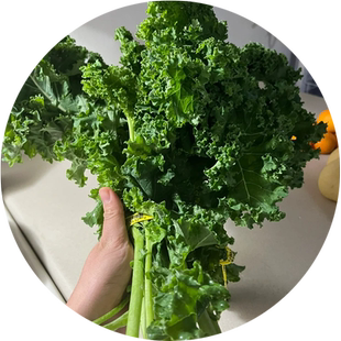 羽衣甘蓝种孑蔬菜种子阳台盆栽秋播菜种籽自种菜苗南方四季菜籽