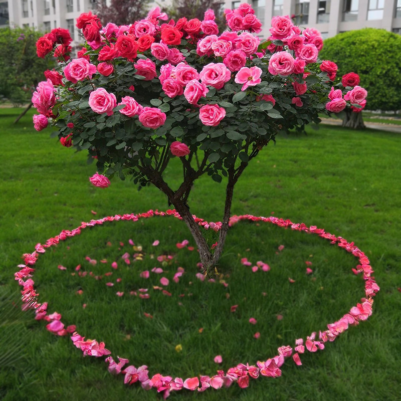 树木盆栽冬天不怕冻的绿植户外庭院室外耐寒耐热容易养活的植物秋