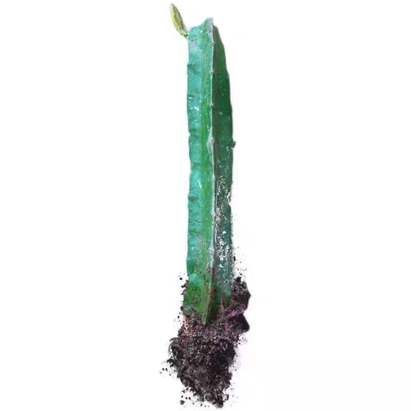 红心火龙果嫁接果苗盆栽南北方四季种植水果树苗阳台庭院当年结果