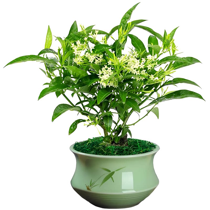 夜来香夜香花夜兰香夜丁香千里香盆栽室内阳台庭院驱蚊提神吸甲醛