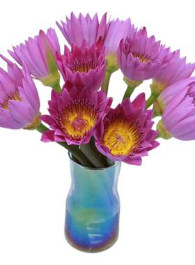 睡莲鲜花室内水养雏菊百合花荷花向日葵花束供佛云南直发同城速递