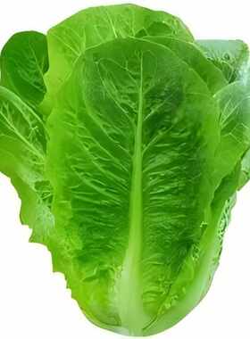 孔雀菜种子罗马生菜种孑四季沙拉菜种籽四季种植耐寒阳台盆栽蔬菜