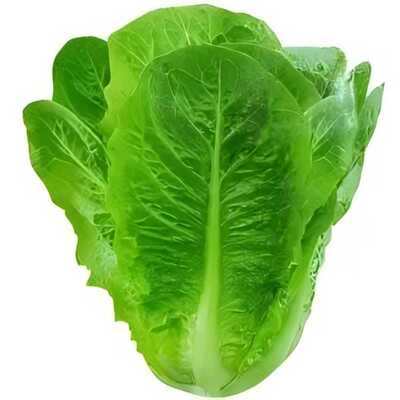 孔雀菜种子罗马生菜种孑四季沙拉菜种籽四季种植耐寒阳台盆栽蔬菜
