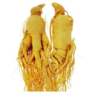 人参中药材泡酒专用长白山人参东北特产鲜人参非野山参林下参