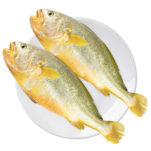 黄花鱼新鲜冷冻大黄鱼鲜活生鲜深海黄鱼鲞小黄鱼宁德商用水产批发