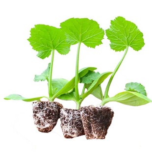 圆西葫芦苗秧苗绿皮油亮瓜苗角瓜北瓜香蕉四季阳台种菜蔬菜苗幼苗