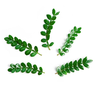 新鲜清香木胡椒木西餐烘培装饰日料酒店婚宴宴会摆盘点缀甜品专用