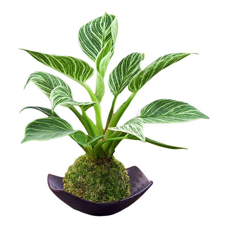苔藓球室内净化空气好养易活四季常青桌摆小绿植茶几小盆景办公室