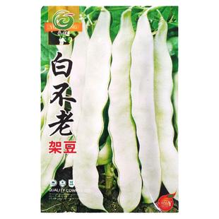 九粒白架豆种子 芸豆种籽大全 高产老来少白不老豆角四季蔬菜种孑