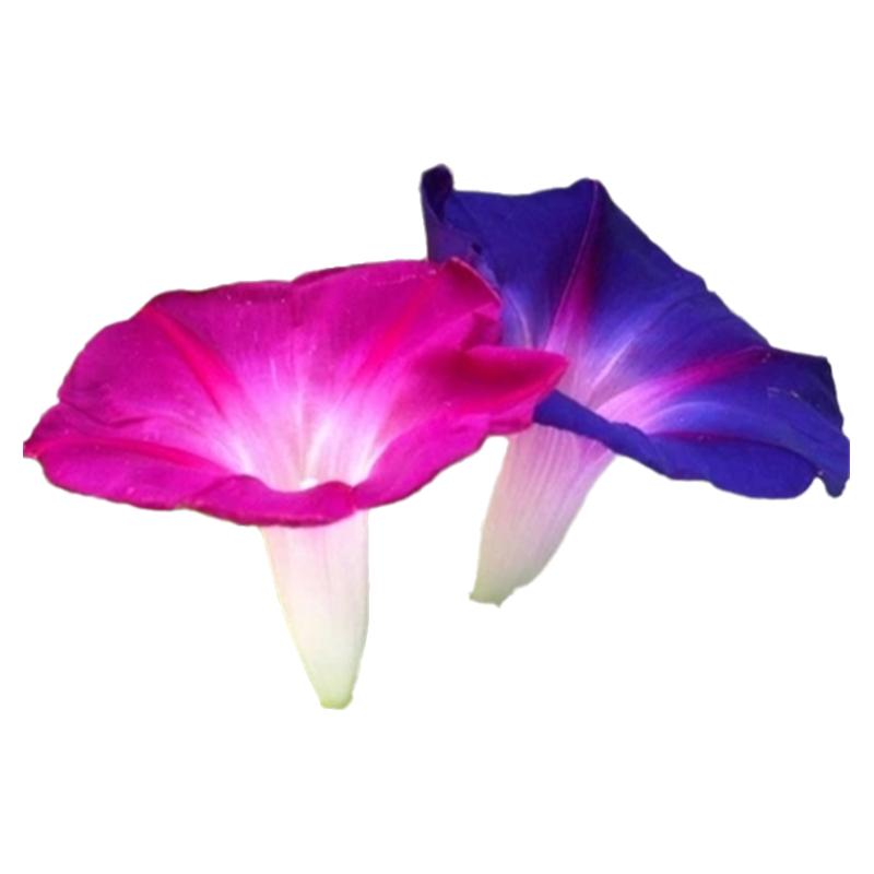 爬藤花卉牵牛花种子庭院室外易活
