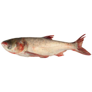 月亮泡水库胖头鱼3至50斤1条顺丰邮政空运包邮纯天然有机胖头鱼