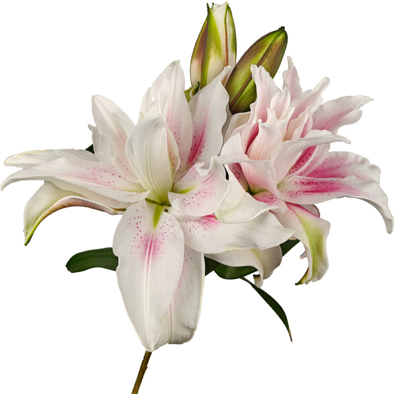 百合中的皇后重瓣香水百合鲜花