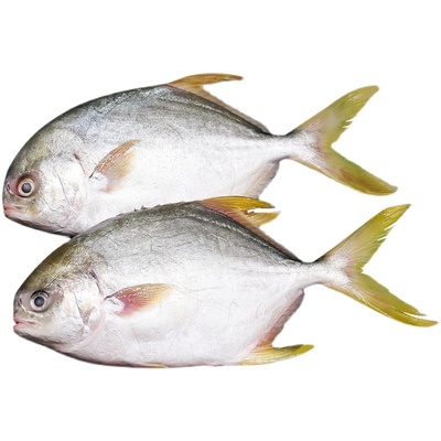 1.5斤/条*3条特大速冻金鲳鱼