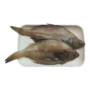 大连新鲜鼓眼鱼鲜活蝶鱼豆鼓鱼比目鱼牙片鱼品平鱼片鱼偏口鱼