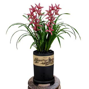 翁源兰花苗正品墨兰企黑金边室内红花除甲醛浓香好养室内植物盆栽