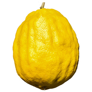 云南新鲜香橼果食用云南佛手果香甜清脆观赏清供闻香大果柑橘枸橼