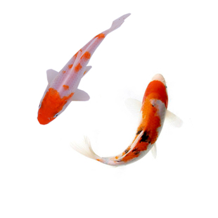 淡水观赏鱼锦鲤活鱼纯种小鱼苗活体丹顶蝴蝶红白三色昭和龙凤长尾