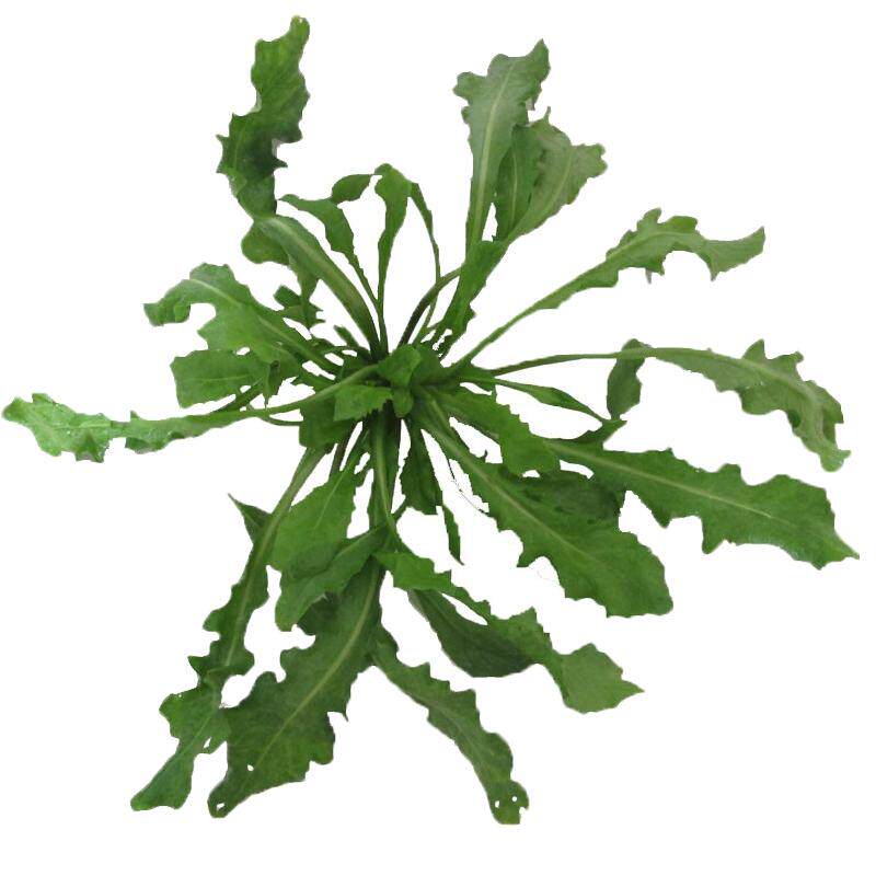 荠菜野菜新鲜包邮大叶荠荠菜新鲜野生顺丰现挖现发芥地菜农家商用