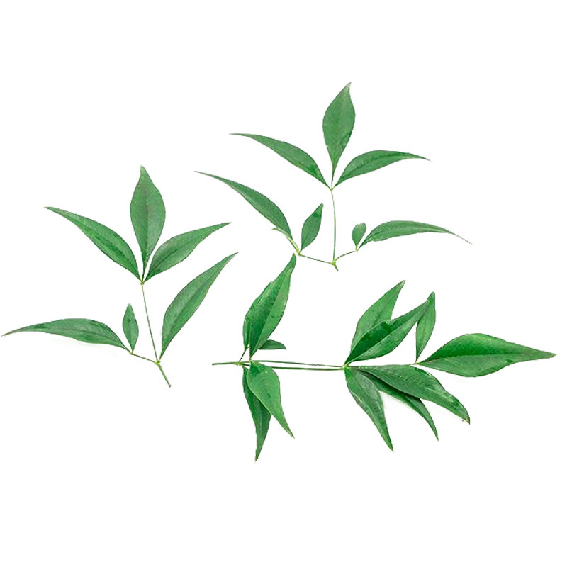 新鲜蓝天竹叶物美价廉西餐摆盘