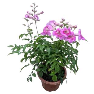 非洲凌霄花爬藤爬墙粉色凌霄耐寒盆栽硬骨凌霄无刺炮仗花庭院植物