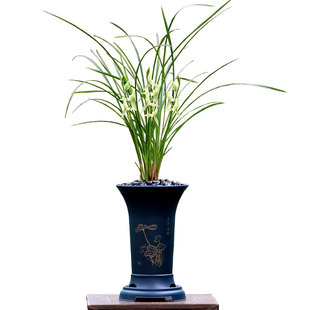 喜花里兰花苗莲瓣兰小雪素碧龙玉素老种开花浓香好养花卉绿植盆栽