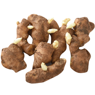 山东安丘大姜姜种种子已催芽老姜生姜黄姜种子种苗农家姜种子