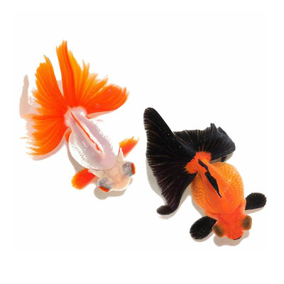 支持视频选鱼蝶尾黑白熊猫好养活