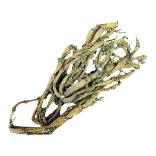 景迈山野生古树螃蟹脚普洱茶散生茶古树茶2024年新货包邮茶农自销