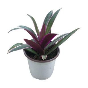 紫露兰盆栽吊兰四季常青室内外阳台观叶绿植植物净化空气省事好养