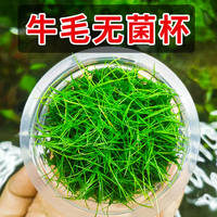 Fish tank landscaping, water plants, foreground, creeping ground, low pearl lawn, mini cowhide ground, Japanese pearl grass, beginner plants thumbnail 8