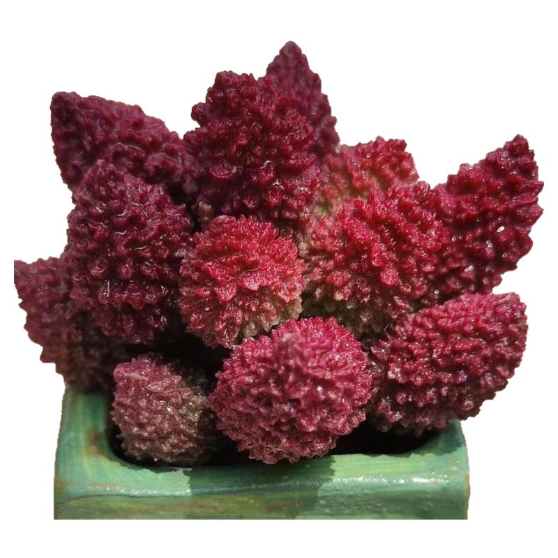 大疣朱子玉水泡多肉植物盆栽室内绿植创意花卉进口稀有水泡翠绿石