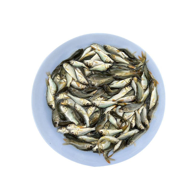 优质鲤鱼苗黄河鲤鱼苗