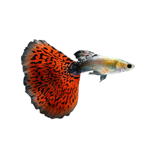 孔雀鱼淡水冷水好养耐活耐养斑马鱼苗凤尾热带观赏鱼活体小鱼鱼缸