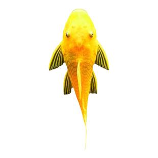 黄金胡子鱼观赏鱼异形鱼小型热带鱼底栖鱼大胡子鱼鼠鱼除藻鱼种鱼