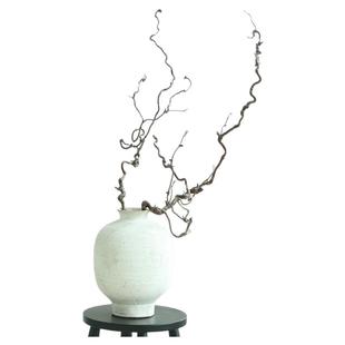 龙枣干枝树枝树干装饰天然弯曲龙爪插花干枝侘寂艺术风干禅意干花