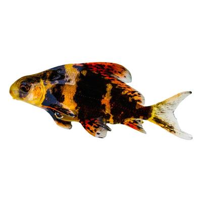 一帆风顺观赏鱼好养清洁工具鱼苗